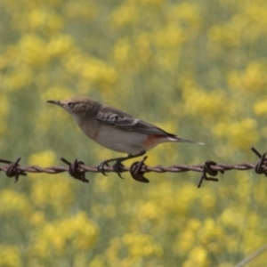 Epthianura tricolor at Kangiara, NSW - 6 Oct 2019