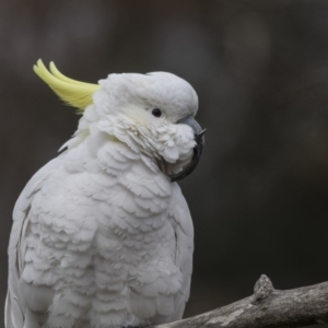 Cacatua galerita at Higgins, ACT - 4 Aug 2019 10:26 AM