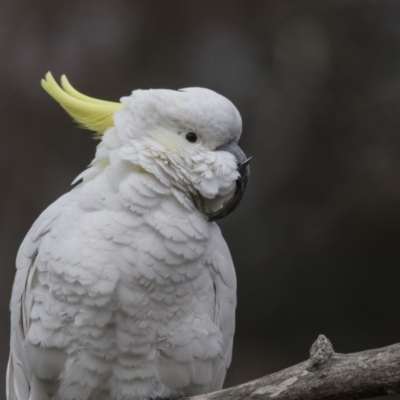 Cacatua galerita (Sulphur-crested Cockatoo) at Higgins, ACT - 4 Aug 2019 by AlisonMilton