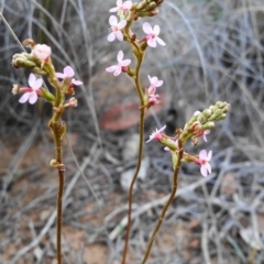 Stylidium graminifolium (grass triggerplant) at Acton, ACT - 26 Oct 2019 by shoko