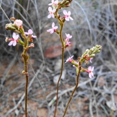 Stylidium graminifolium (Grass Triggerplant) at Black Mountain - 26 Oct 2019 by shoko