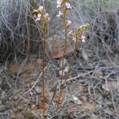 Stylidium graminifolium at Acton, ACT - 26 Oct 2019 06:42 PM