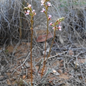 Stylidium graminifolium at Acton, ACT - 26 Oct 2019