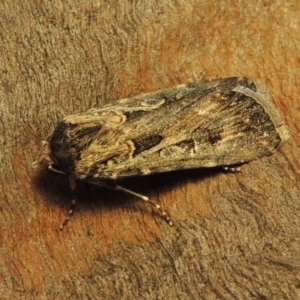 Agrotis munda at Conder, ACT - 25 Oct 2019 11:12 AM