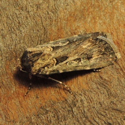 Agrotis munda (Brown Cutworm) at Rob Roy Range - 25 Oct 2019 by michaelb