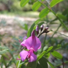 Indigofera australis subsp. australis (Australian Indigo) at Pollinator-friendly garden Conder - 23 Oct 2019 by michaelb