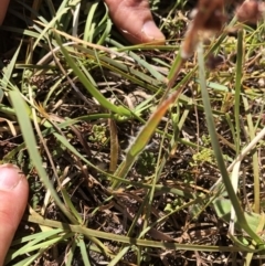 Luzula densiflora (Dense Wood-rush) at Hackett, ACT - 27 Oct 2019 by Jubeyjubes