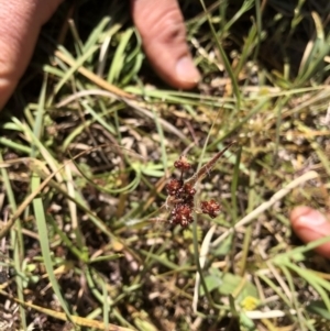 Luzula densiflora at Hackett, ACT - 27 Oct 2019
