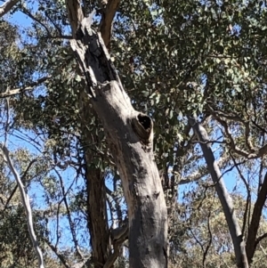 Apis mellifera at Dunlop, ACT - 27 Oct 2019 11:31 AM