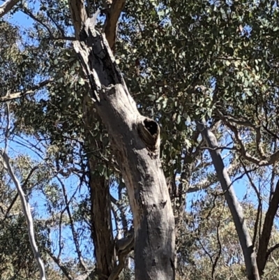 Apis mellifera (European honey bee) at Aranda Bushland - 27 Oct 2019 by Jubeyjubes