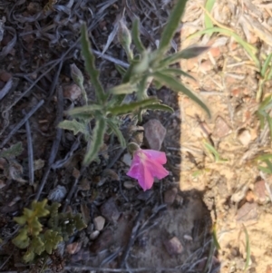 Convolvulus angustissimus subsp. angustissimus at Hackett, ACT - 27 Oct 2019