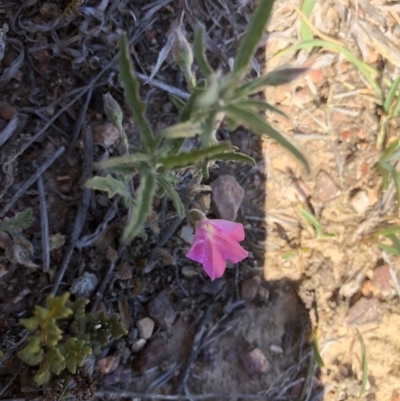 Convolvulus angustissimus subsp. angustissimus (Australian Bindweed) at Black Mountain - 26 Oct 2019 by Jubeyjubes