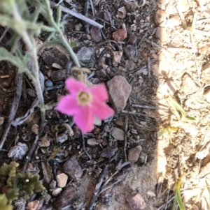 Convolvulus angustissimus subsp. angustissimus at Hackett, ACT - 27 Oct 2019