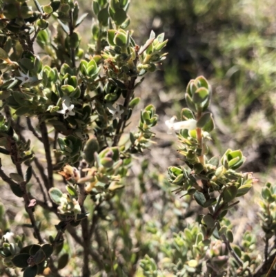 Brachyloma daphnoides (Daphne Heath) at Black Mountain - 27 Oct 2019 by Jubeyjubes