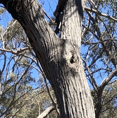 Apis mellifera (European honey bee) at Aranda Bushland - 27 Oct 2019 by Jubeyjubes