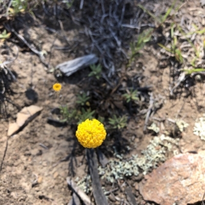 Leptorhynchos squamatus (Scaly Buttons) at Molonglo Valley, ACT - 27 Oct 2019 by Jubeyjubes