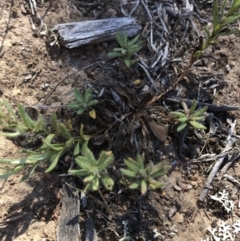 Leptorhynchos squamatus at Molonglo Valley, ACT - 27 Oct 2019 10:54 AM