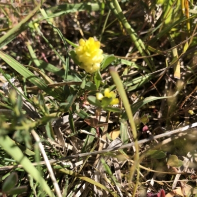 Trifolium campestre (Hop Clover) at Hackett, ACT - 27 Oct 2019 by Jubeyjubes