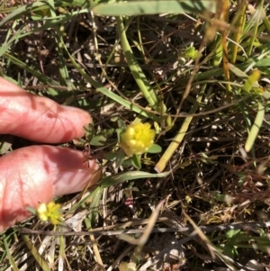 Trifolium campestre at Hackett, ACT - 27 Oct 2019