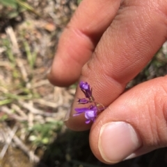 Linaria pelisseriana (Pelisser's Toadflax) at Black Mountain - 26 Oct 2019 by Jubeyjubes