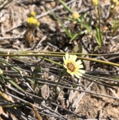 Tolpis barbata (Yellow Hawkweed) at Hackett, ACT - 27 Oct 2019 by Jubeyjubes