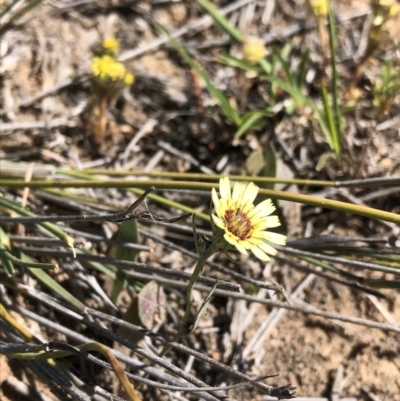 Tolpis barbata (Yellow Hawkweed) at Black Mountain - 26 Oct 2019 by Jubeyjubes