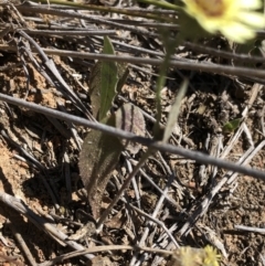 Tolpis barbata at Hackett, ACT - 27 Oct 2019 10:35 AM