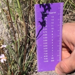 Stylidium graminifolium (grass triggerplant) at Point 63 - 27 Oct 2019 by Jubeyjubes