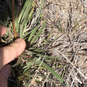 Stylidium graminifolium at Point 63 - 27 Oct 2019