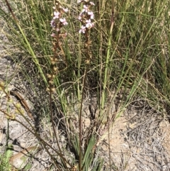 Stylidium graminifolium at Undefined Area - 27 Oct 2019 09:44 AM