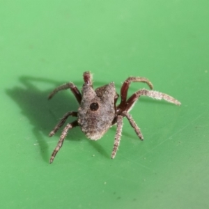 Carepalxis sp. (genus) at Higgins, ACT - 12 Aug 2019