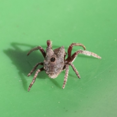 Carepalxis sp. (genus) (Two-humped spider) at Higgins, ACT - 12 Aug 2019 by AlisonMilton