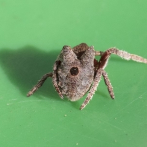 Carepalxis sp. (genus) at Higgins, ACT - 12 Aug 2019