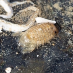 SPHAEROMATIDEA (Sea louse) at Murrah, NSW - 26 Oct 2019 by jacquivt