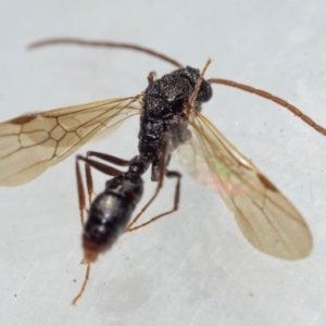 Myrmecia sp. (genus) at Murrah, NSW - 26 Oct 2019 02:14 PM