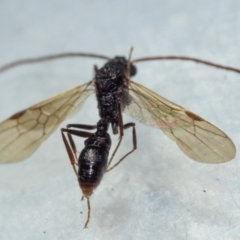 Myrmecia sp. (genus) at Murrah, NSW - 26 Oct 2019 02:14 PM