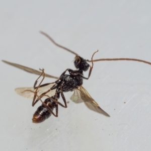 Myrmecia sp. (genus) at Murrah, NSW - 26 Oct 2019 02:14 PM