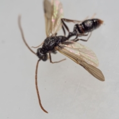 Myrmecia sp. (genus) at Murrah, NSW - 26 Oct 2019 02:14 PM