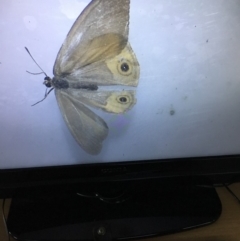 Hypocysta metirius (Brown Ringlet) at Murrah, NSW - 26 Oct 2019 by jacquivt