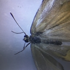 Hypocysta metirius at Murrah, NSW - 26 Oct 2019