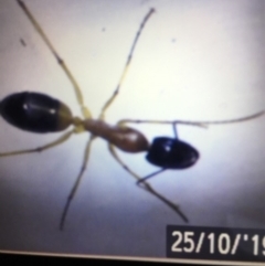 Camponotus consobrinus (Banded sugar ant) at Murrah, NSW - 26 Oct 2019 by jacquivt