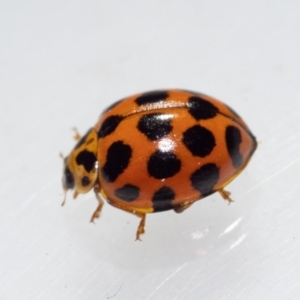 Harmonia conformis at Murrah, NSW - 26 Oct 2019 04:03 PM