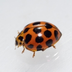 Harmonia conformis (Common Spotted Ladybird) at Murrah, NSW - 26 Oct 2019 by jacquivt
