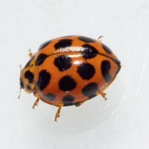 Harmonia conformis at Murrah, NSW - 26 Oct 2019 04:03 PM