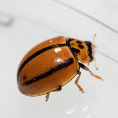 Micraspis lineola (Three-striped lady beetle) at Murrah, NSW - 26 Oct 2019 by jacquivt