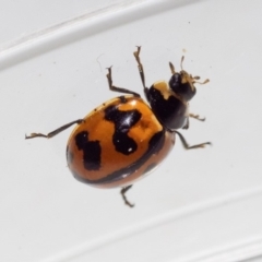 Coccinella transversalis (Transverse Ladybird) at Mimosa Rocks National Park - 26 Oct 2019 by jacquivt