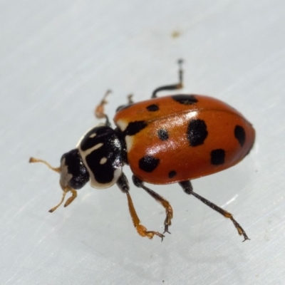 Hippodamia variegata (Spotted Amber Ladybird) at Murrah, NSW - 26 Oct 2019 by jacquivt
