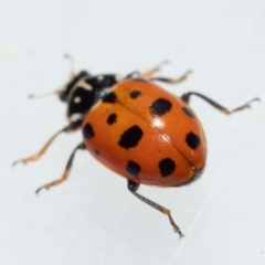 Hippodamia variegata at Murrah, NSW - 26 Oct 2019 04:13 PM