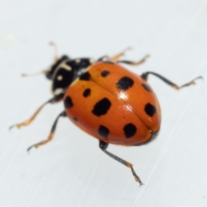 Hippodamia variegata at Murrah, NSW - 26 Oct 2019 04:13 PM