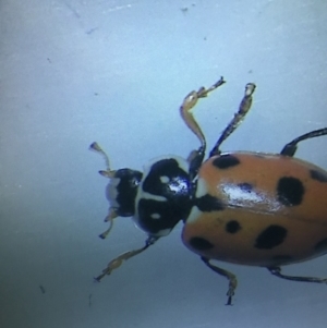 Hippodamia variegata at Murrah, NSW - 26 Oct 2019 04:13 PM